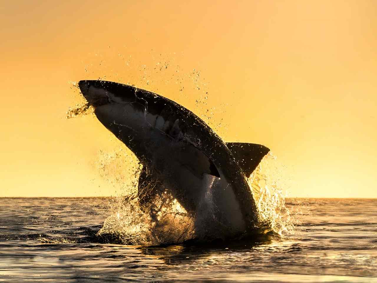 Nuovo canale Discovery