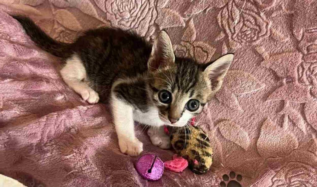 cucciolo di gatto miniguida