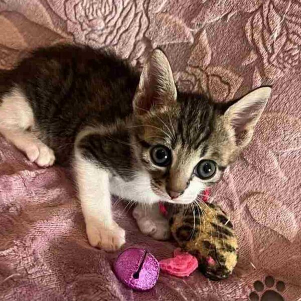 I Mici di Lory: lasciatevi affascinare dalla dolcezza e dalla bellezza di questi gattini – Troviamo un’adozione per loro