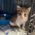 cucciolo di gatto