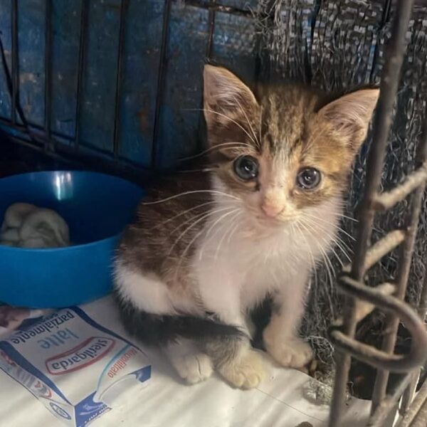 Trovi un cucciolo di gatto e non sai come cavartela: ecco una semplice guida per riuscire al meglio