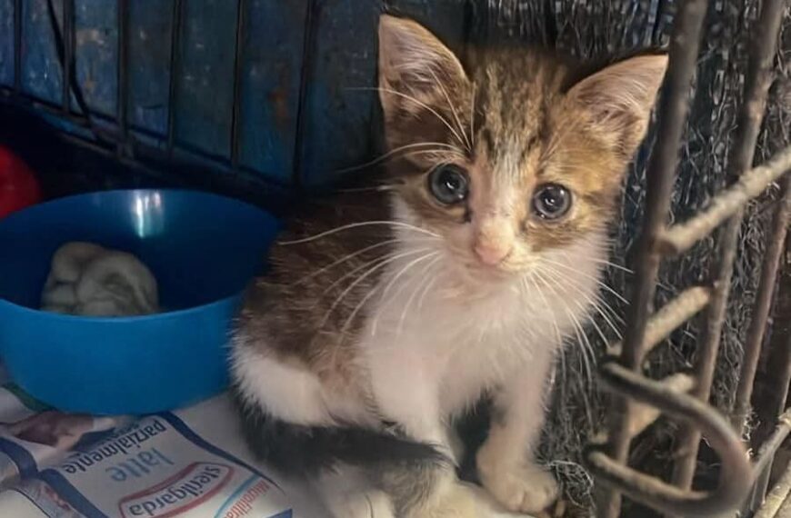 cucciolo di gatto