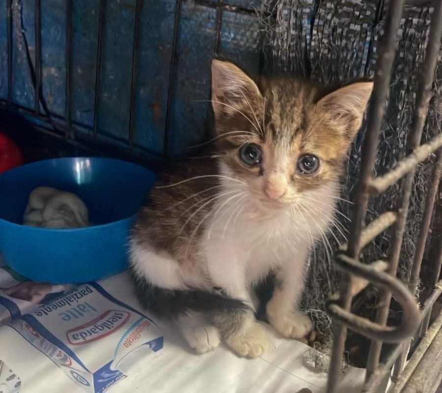 cucciolo di gatto miniguida