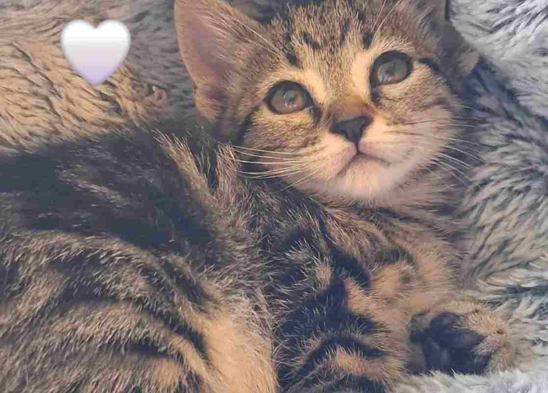 Gatto curiosità