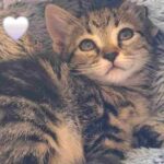 Gatto curiosità