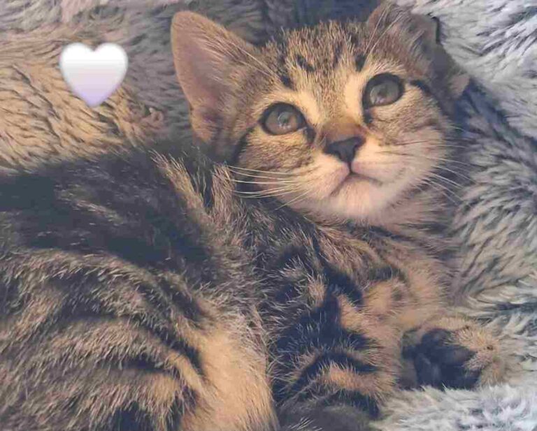Gatto curiosità