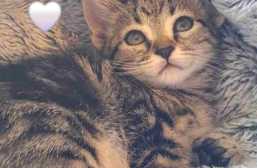 5 cose che devi assolutamente sapere sul gatto