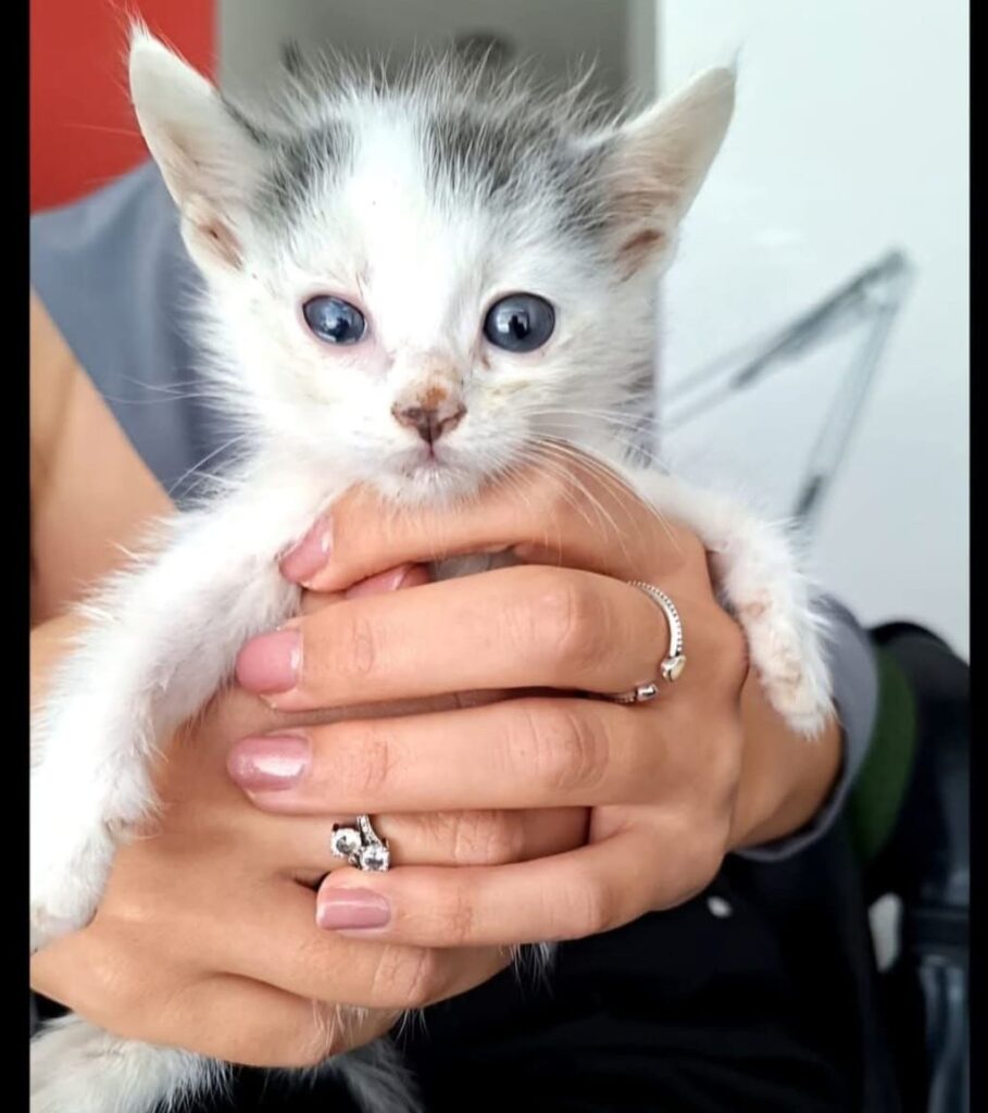 gatto curiosità