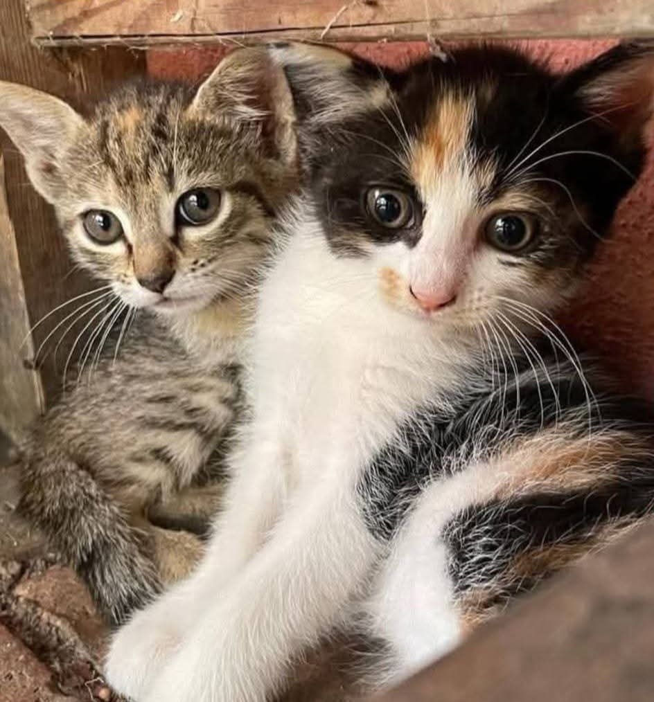 cucciolo di gatto miniguida