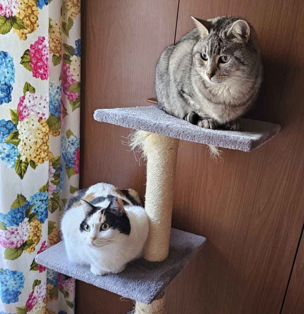 inserimento gatto adozione