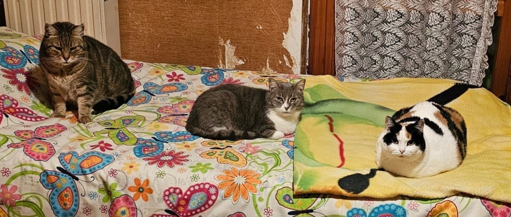 inserimento gatto adozione