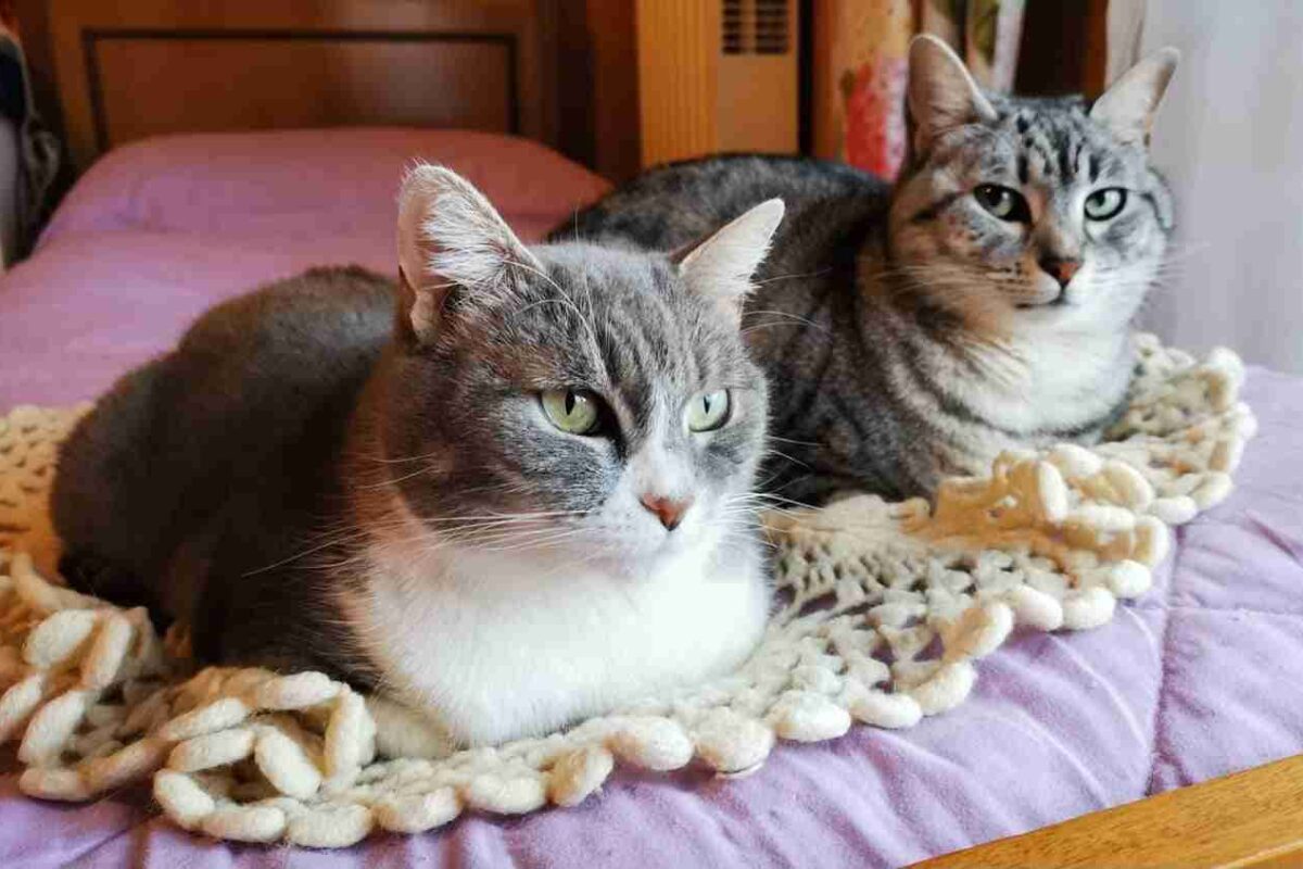 Inserimento gatto