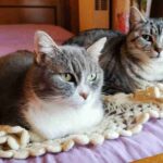 Inserimento gatto