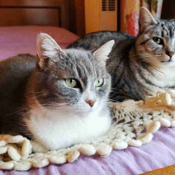 Inserimento del nuovo gatto: tutte le regole utili