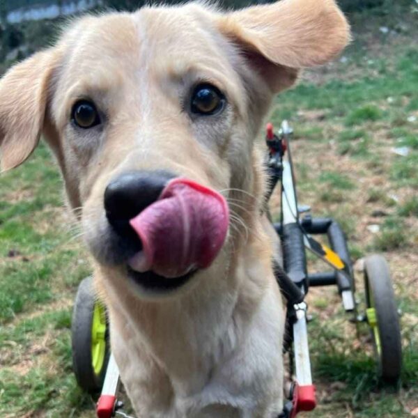 La Casa dei Catorci: dolcissimi cagnolini (e un micio) cercano una famiglia affettuosa