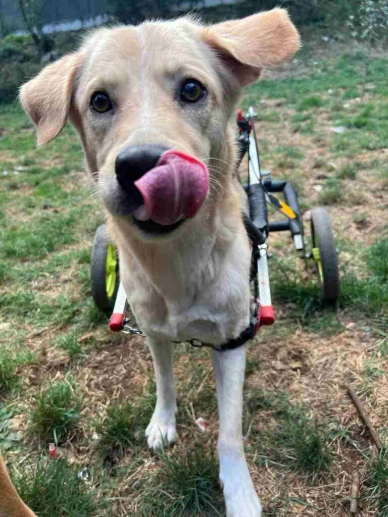 cagnolini adozione micio La Casa dei Catorci