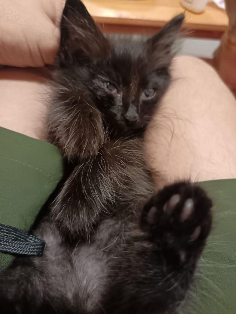 cagnolini adozione micio la casa dei catorci