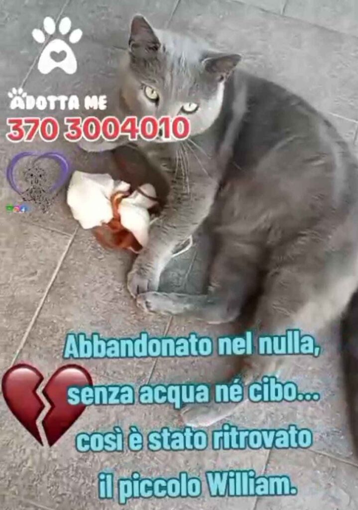 gattini famiglia contributo