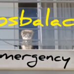 SOSBALADI randagismo
