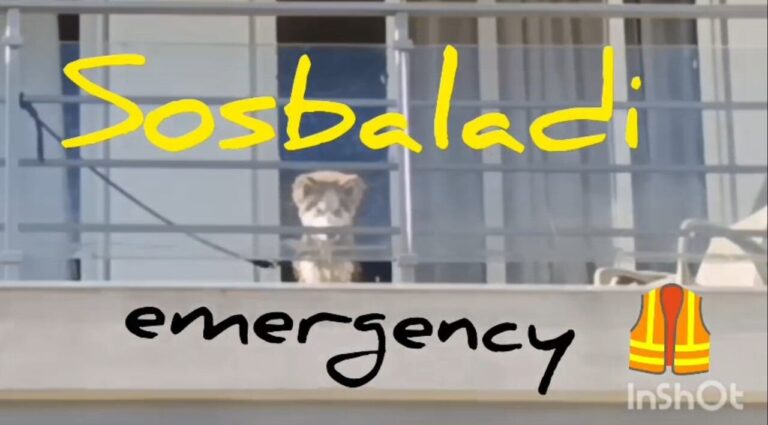 SOSBALADI randagismo