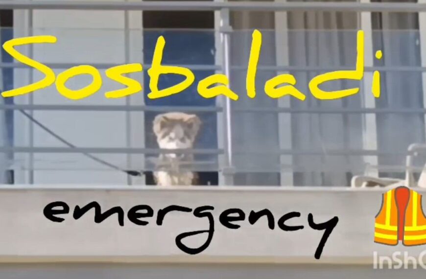 SOSBALADI randagismo