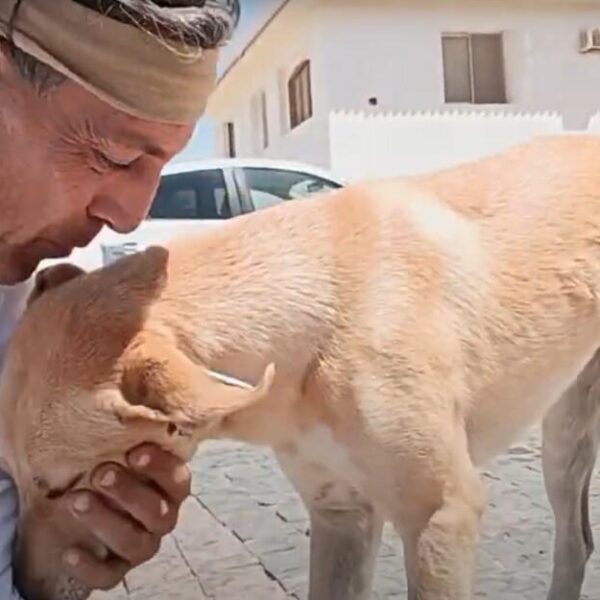 Sosbaladi denuncia le truffe di animali sui social: il lato più disgustoso dell’umanità