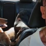 Sosbaladi abbandono animali
