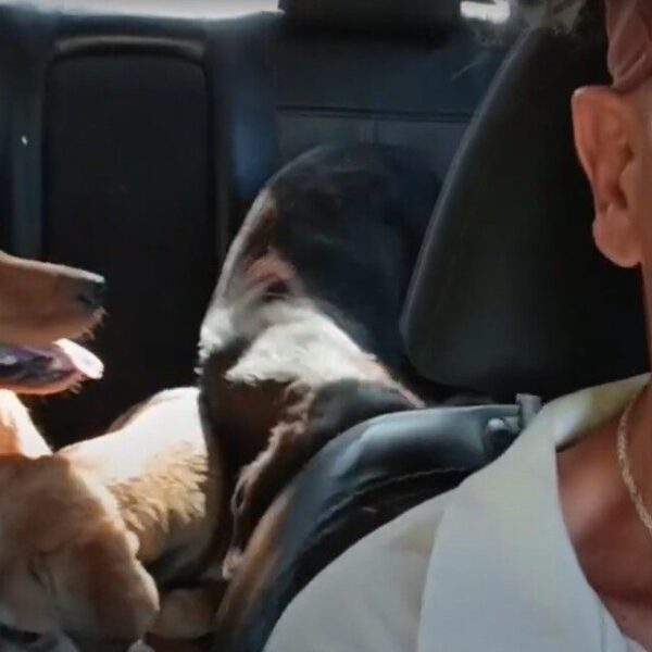 Tre cani traditi e abbandonati: Sosbaladi continua la lotta contro la crudeltà umana