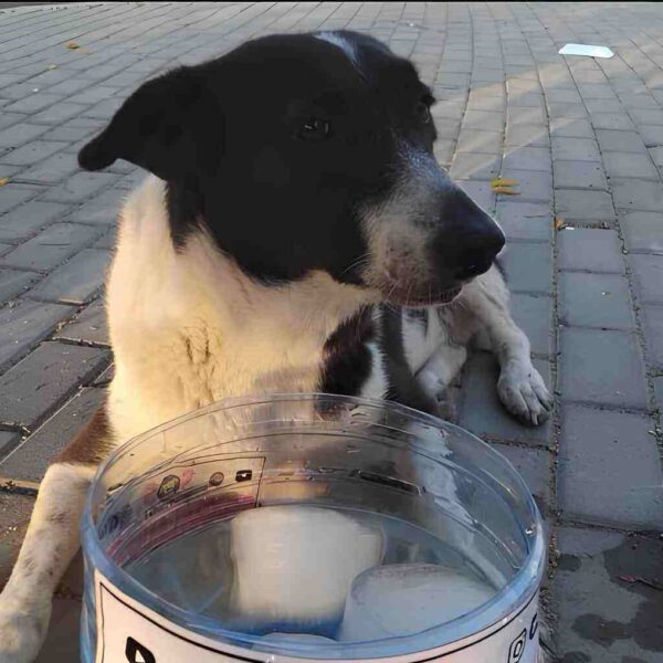 La battaglia di SOS Baladi per i diritti degli animali parte da Sharm el-Sheikh