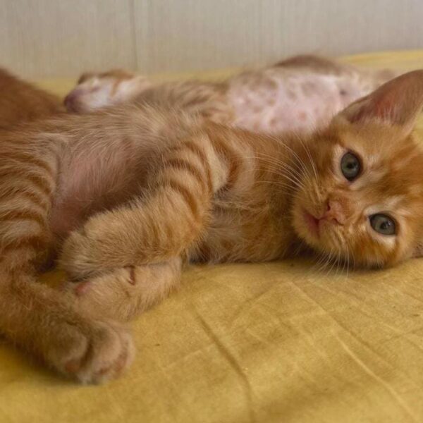 Emergenza gattini: tante creature a cui trovare famiglia nel mese di settembre