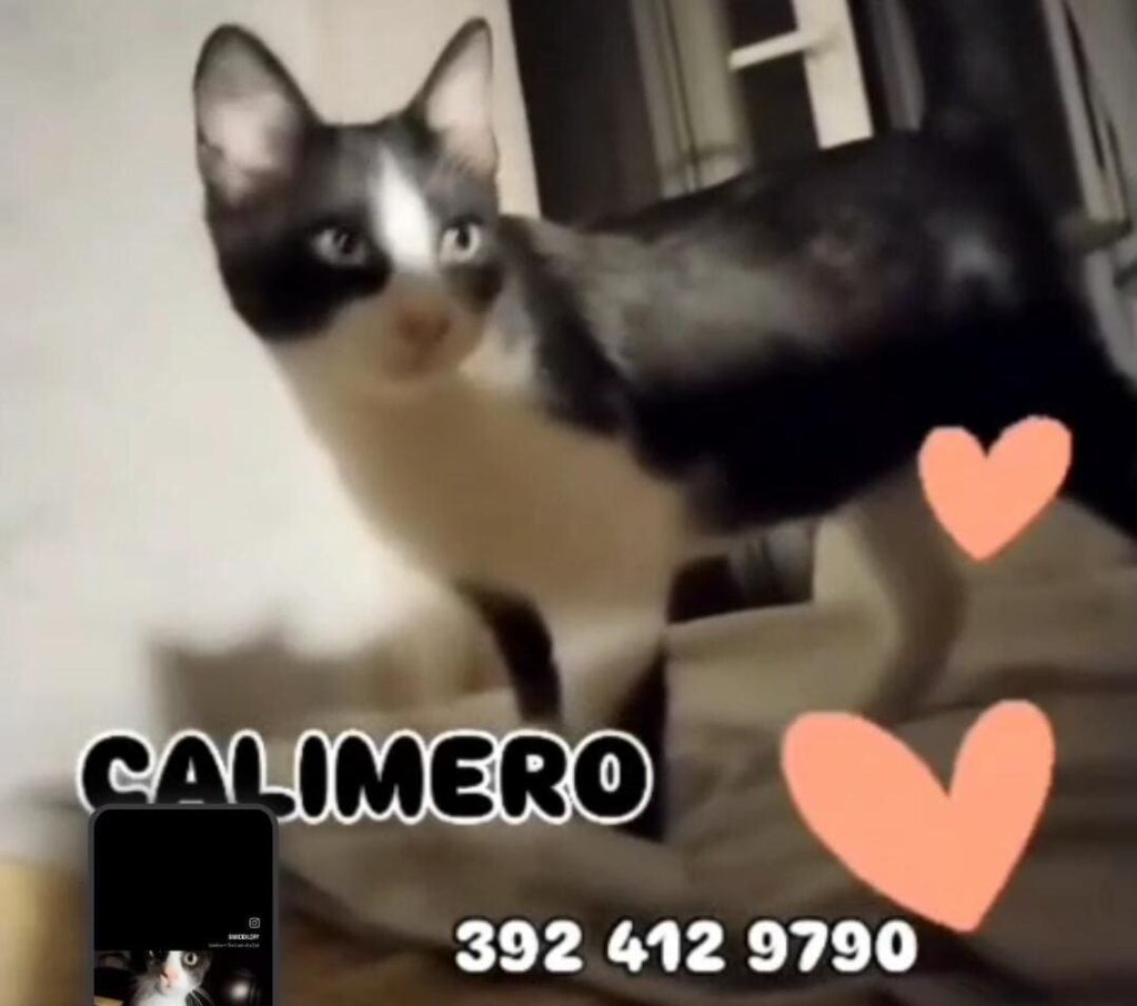 adozioni gattini benessere pelosetti