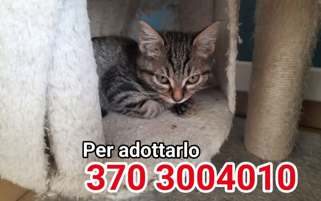 inserimento nuovo micio adozione