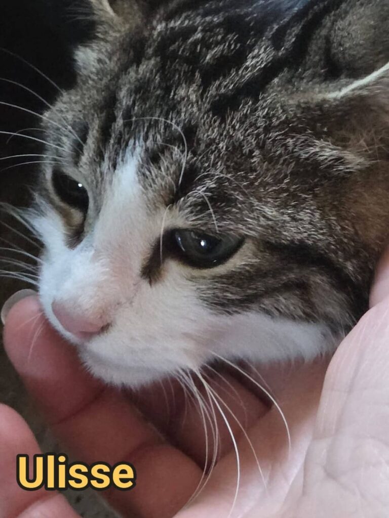 inserimento nuovo micio adozione