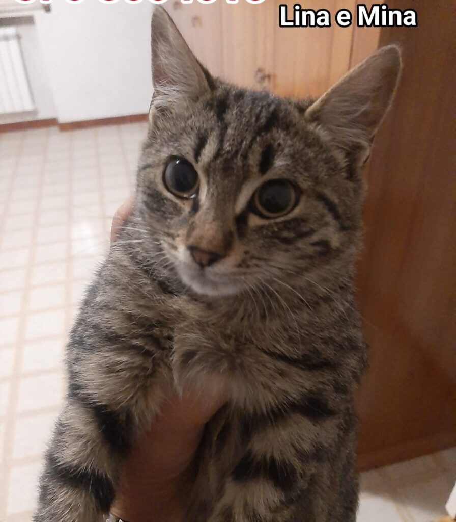 volontariato gattini abbandonati