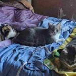 inserimento gatto