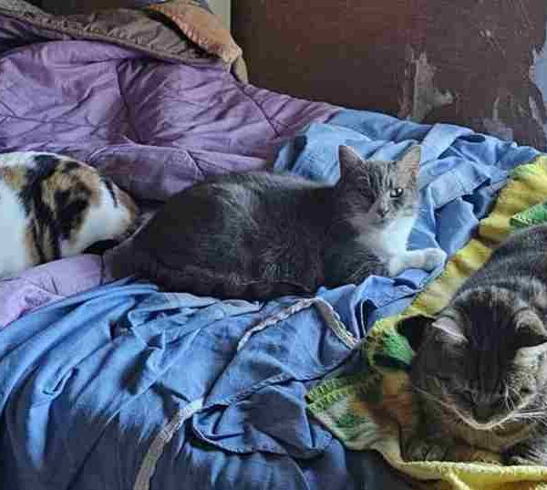 L’inserimento di un nuovo micio in casa