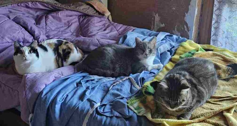 inserimento gatto