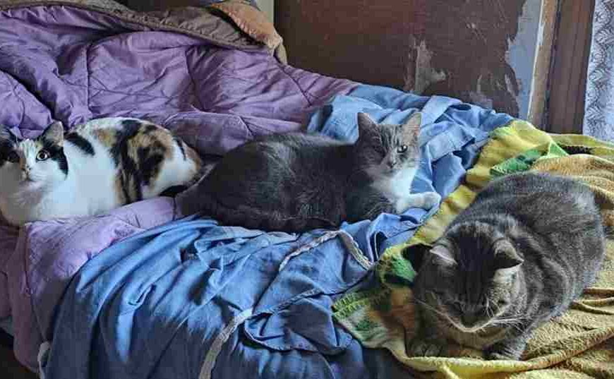 L’inserimento di un nuovo micio in casa