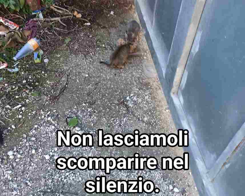 mici fusa adozione control'abbandono