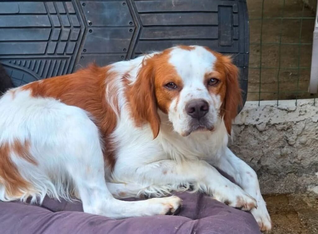 cagnolini abbandonati gattini adozione