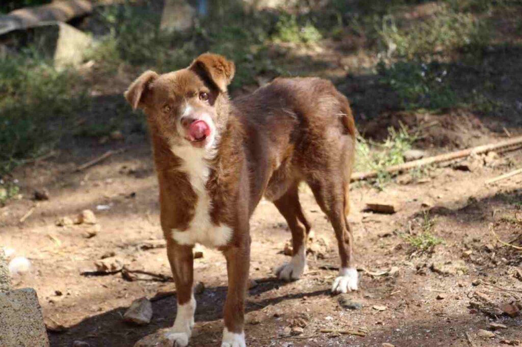 cagnolini abbandonati gattini adozione