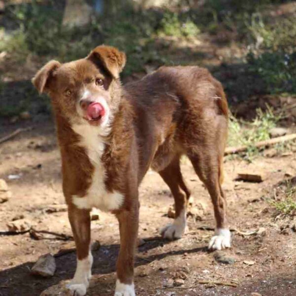 La Casa dei Catorci: cagnolini e gattini abbandonati cercano famiglia