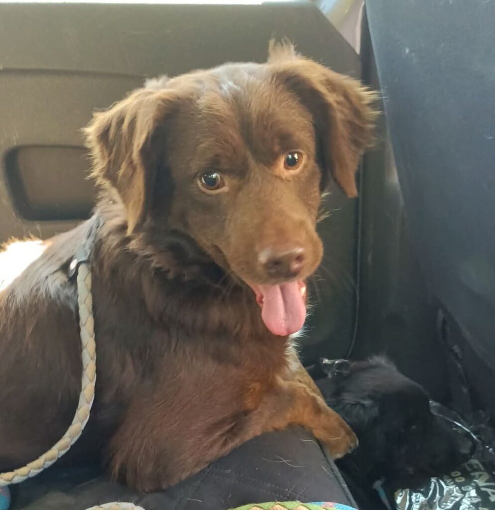 cagnolini abbandonati gattini problemi di salute adozione