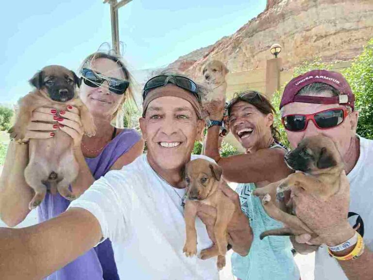 Scandalo Adozioni cani e gatti