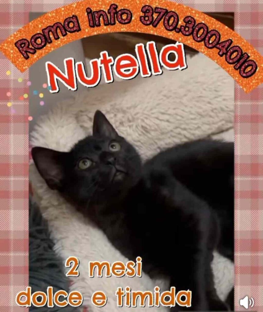 volontariato gattini abbandonati