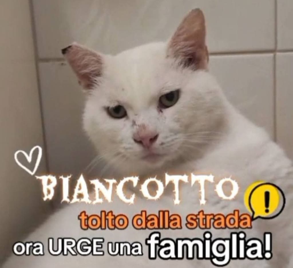 volontariato gattini abbandonati