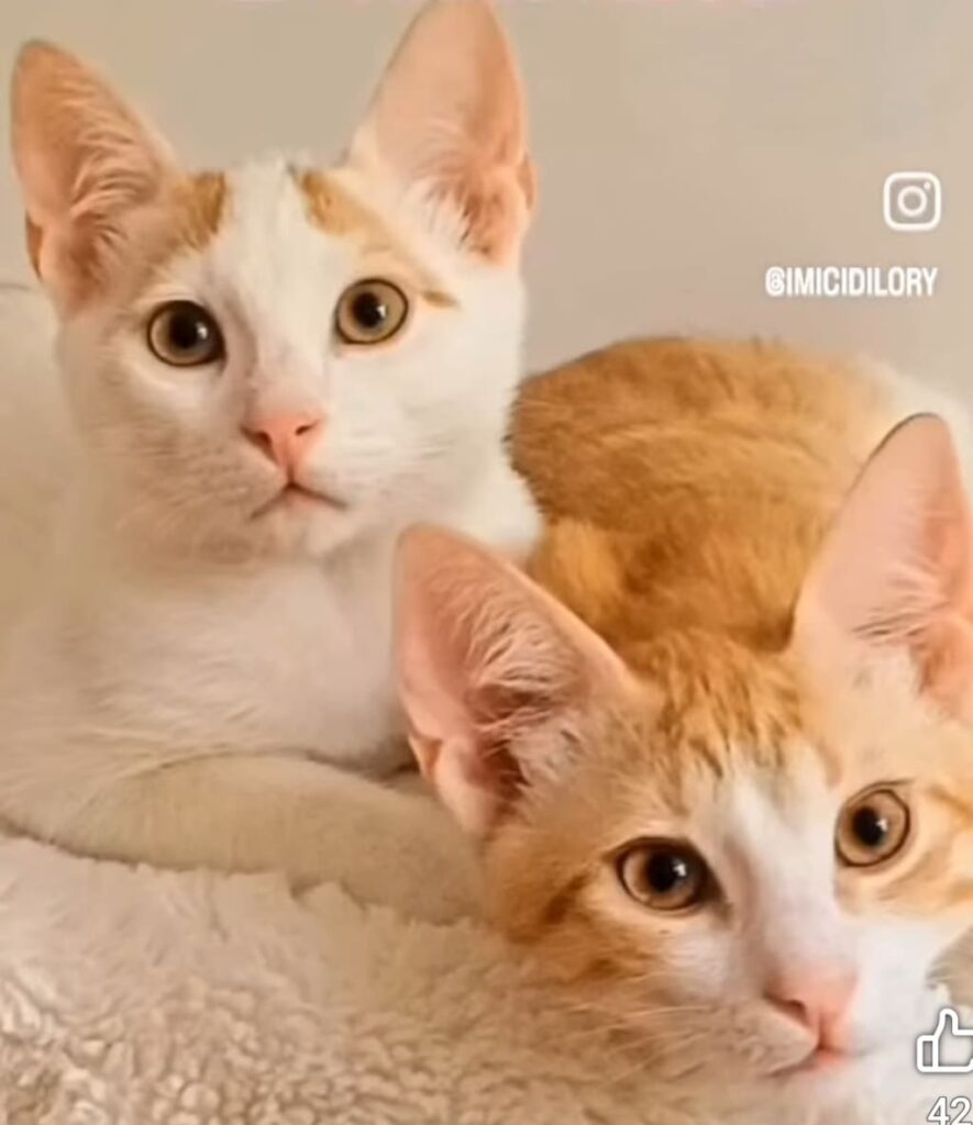 volontariato gattini abbandonati