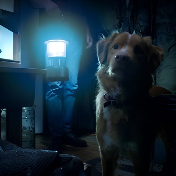 Good Boy di Ben Leonberg apre Alice nella Città 2025 a Roma con un’emozionante storia horror vista dagli occhi di un cane.