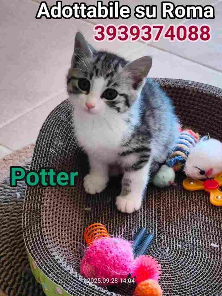 I Mici di Lory salvaguardia gatti benessere