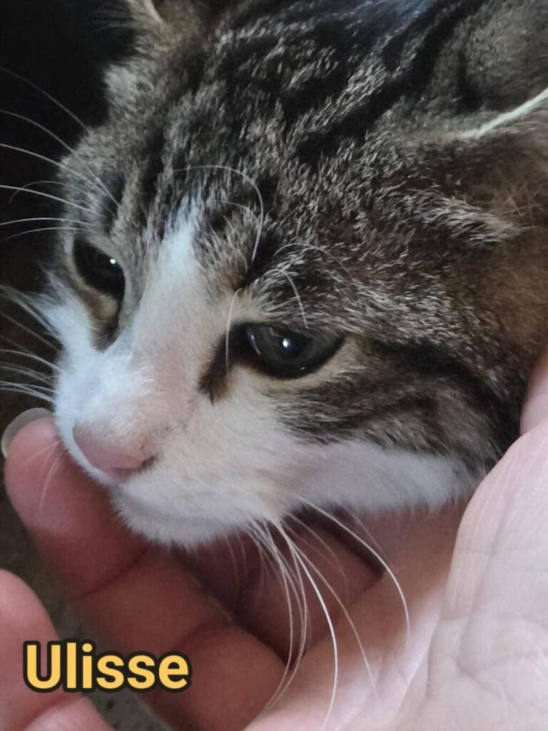 mici fusa adozione contro l'abbandono